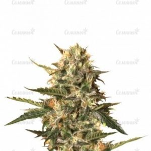 Семена сорта Dark Devil Auto (Sweet Seeds)