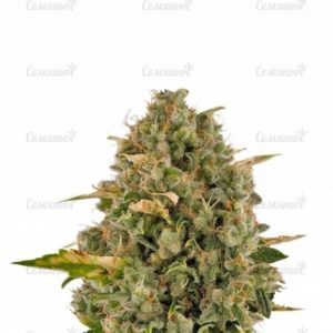 Семена сорта Amnesia Lemon (Barney's Farm)