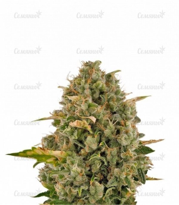 Семена сорта Amnesia Lemon (Barney's Farm)