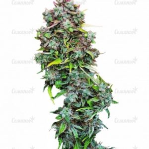 Семена сорта New York City (Pyramid Seeds)