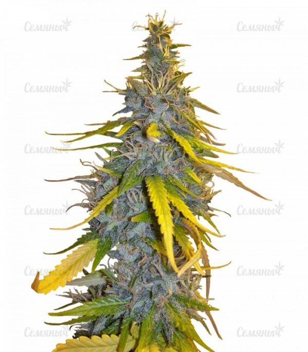 Семена сорта Turbo Bud auto (Heavyweight Seeds)
