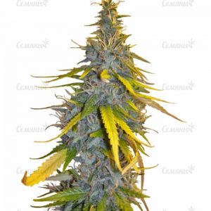 Семена сорта Wonder Woman (Nirvana Seeds)