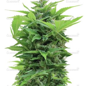 Семена сорта Star 47 (World of Seeds Испания)