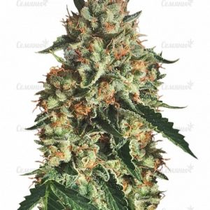 Семена сорта Acapulco Gold (Barney's Farm)