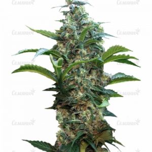Семена сорта Pineapple Chunk (Barney's Farm)