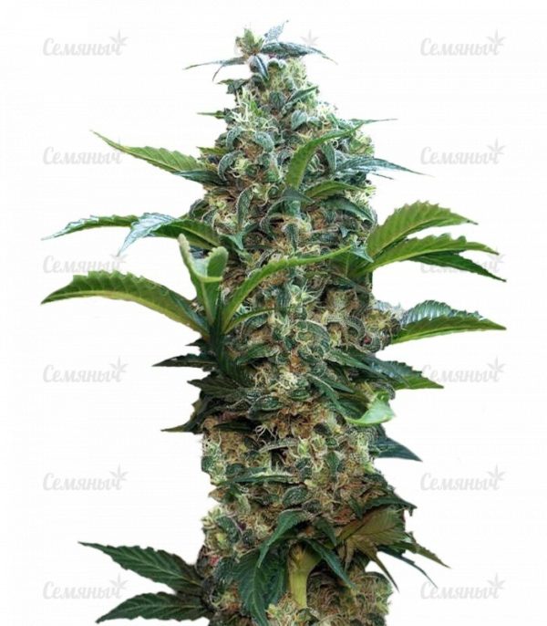 Семена сорта Pineapple Chunk (Barney's Farm)