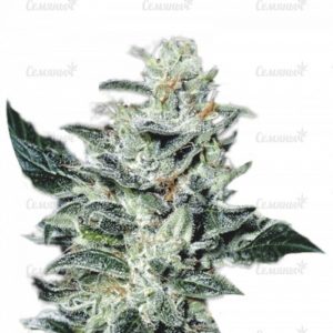 Семена сорта Delicious Candy Early Version (Delicious Seeds)
