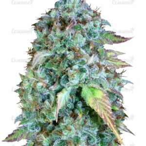 Семена сорта Blueberry (Dutch Passion)