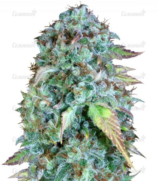 Семена сорта Blueberry (Dutch Passion)