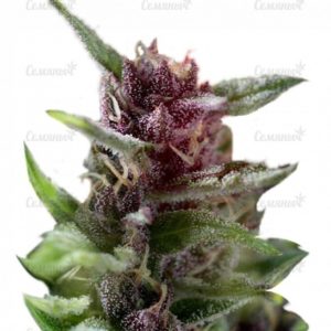 Семена сорта Blue Hash (Dinafem Seeds)