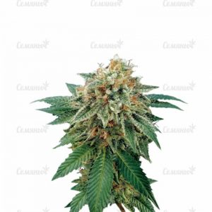 Семена сорта Power Kush (Dinafem Seeds)