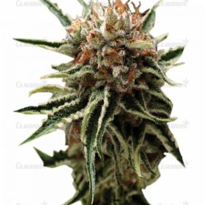 Семена сорта NL5 Haze Mist