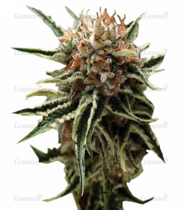 Семена сорта NL5 Haze Mist