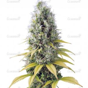 Семена сорта Auto AK (Female Seeds)