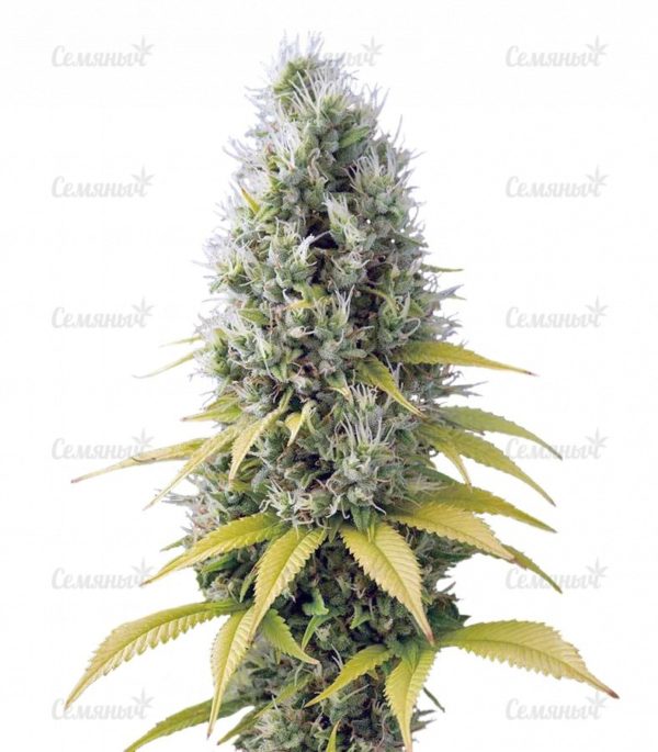 Семена сорта Auto AK (Female Seeds)