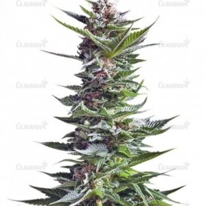 Семена сорта Dinachem (Dinafem Seeds)