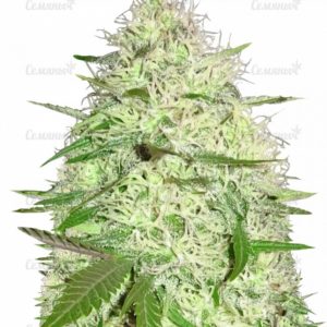 Семена сорта Sugar Black Rose Early Version (Delicious Seeds)