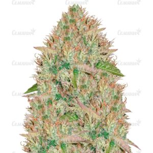 Семена сорта Super Extra Skunk (Victory Seeds)