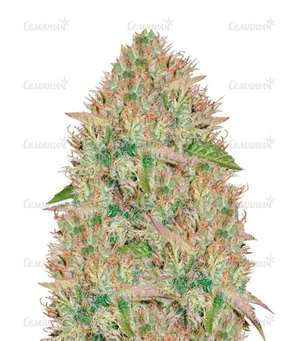Семена сорта Super Extra Skunk (Victory Seeds)