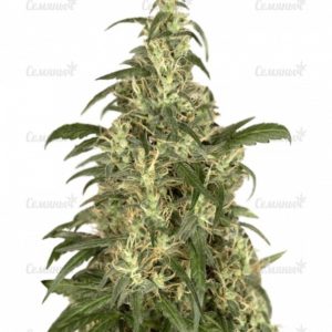 Семена сорта Delhi Friend (Dr. Krippling Seeds)