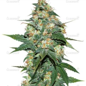 Семена сорта Mazar X White Rhino (World of Seeds)