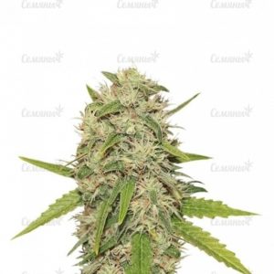 Семена сорта Tangerine Dream Auto (Barney's Farm)