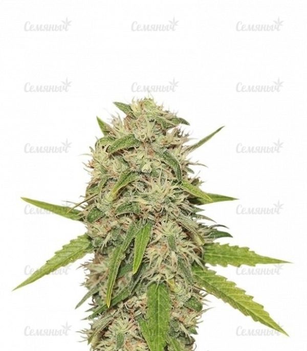 Семена сорта Tangerine Dream Auto (Barney's Farm)
