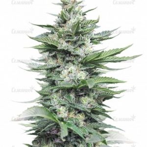 Семена сорта Blue Pyramid (Pyramid Seeds)