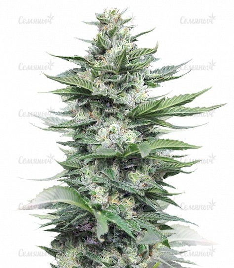 Семена сорта Amnesia (World of Seeds)