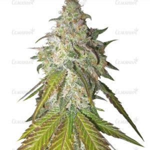 Семена сорта Puff Puff Pass Out (KFC Seeds)