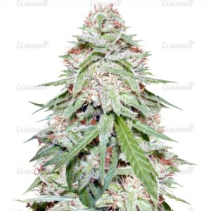 Семена сорта Amnesia Gold (Pyramid Seeds)