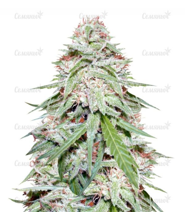 Семена сорта Amnesia Gold (Pyramid Seeds)