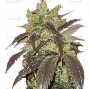 Семена сорта Arjan's Strawberry Haze