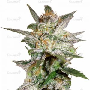Семена сорта Cotton Candy (Delicious Seeds)