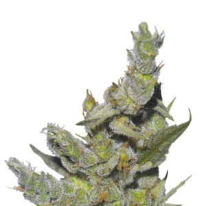 Семена сорта Sterling Haze (Nirvana Seeds)