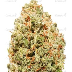 Семена сорта Neville's Haze (GHS)