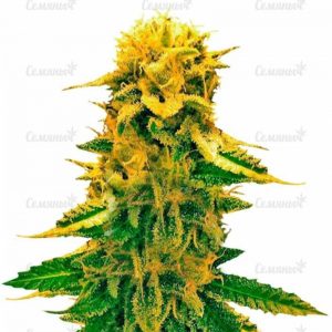 Семена сорта Green Wild Shark (Victory Seeds)