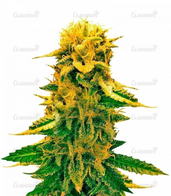 Семена сорта Green Wild Shark (Victory Seeds)