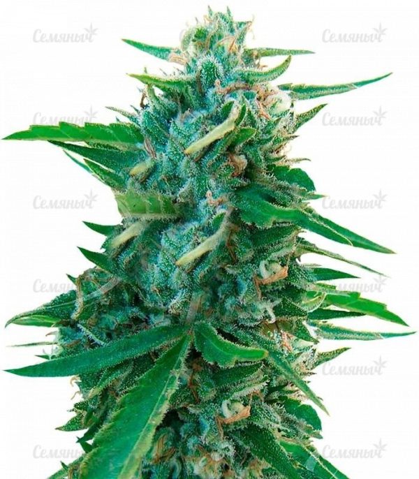 Семена сорта Blueberry OG (Barney's Farm)