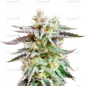 Семена сорта OG Kush (Victory Seeds)