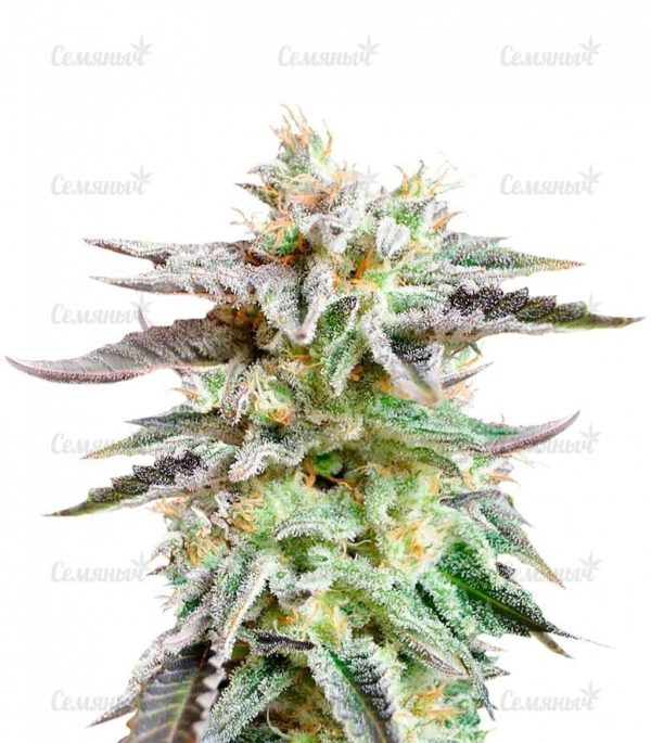 Семена сорта OG Kush (Victory Seeds)