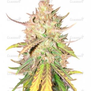 Семена сорта Gorilla Zkittlez (Barney's Farm)