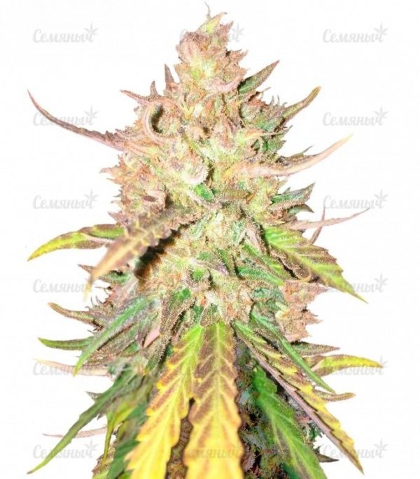 Семена сорта Gorilla Zkittlez (Barney's Farm)