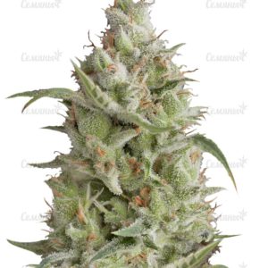 Семена сорта Colombian Gold (World of Seeds)