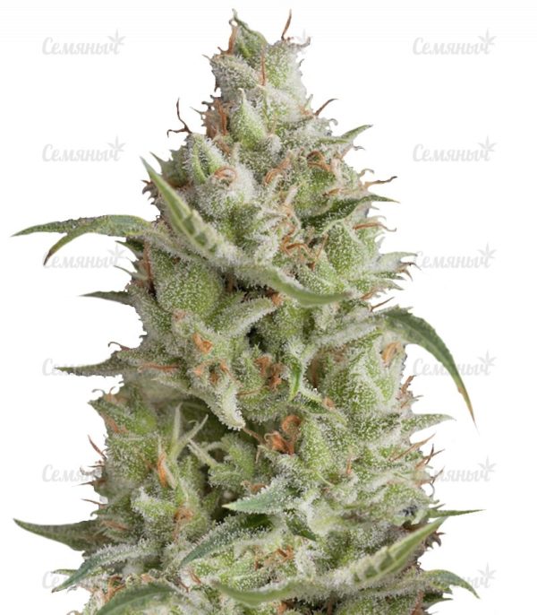 Семена сорта Colombian Gold (World of Seeds)