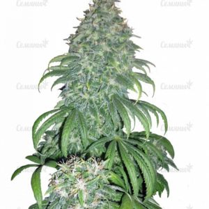 Семена сорта California Dream (Mandala Seeds)