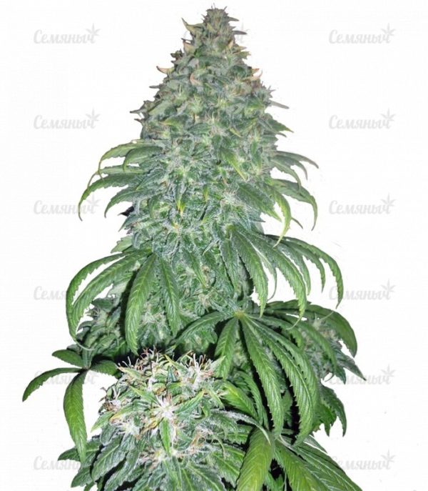 Семена сорта California Dream (Mandala Seeds)