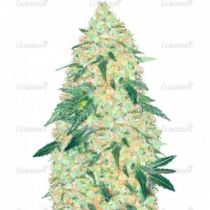 Семена сорта Orange Bud regular (Dutch Passion)