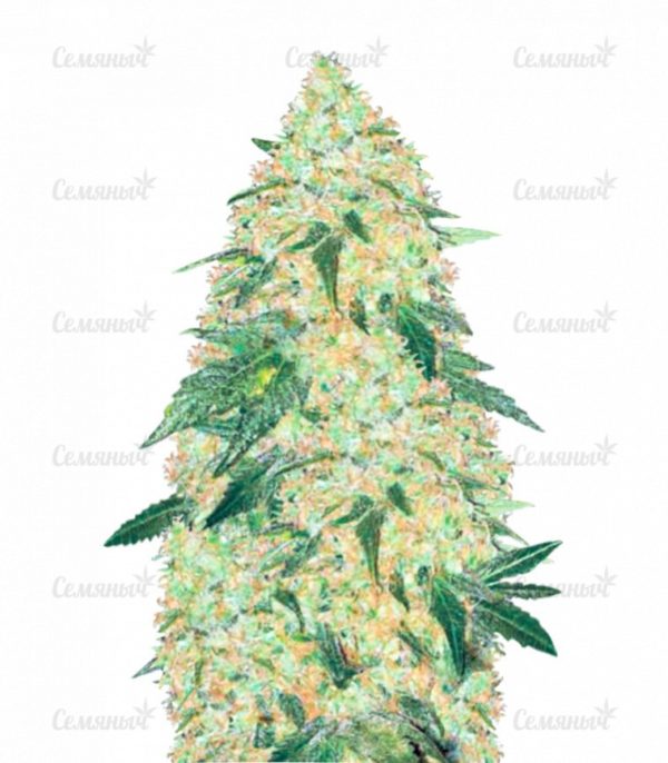 Семена сорта Orange Bud regular (Dutch Passion)