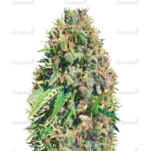 Семена сорта Blue Critical Autoflowering (Dinafem Seeds)